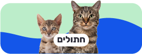 חתולים